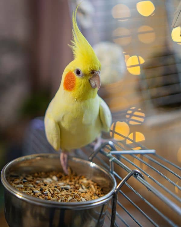 Pet Sitting Visits paws around motown oakland couty