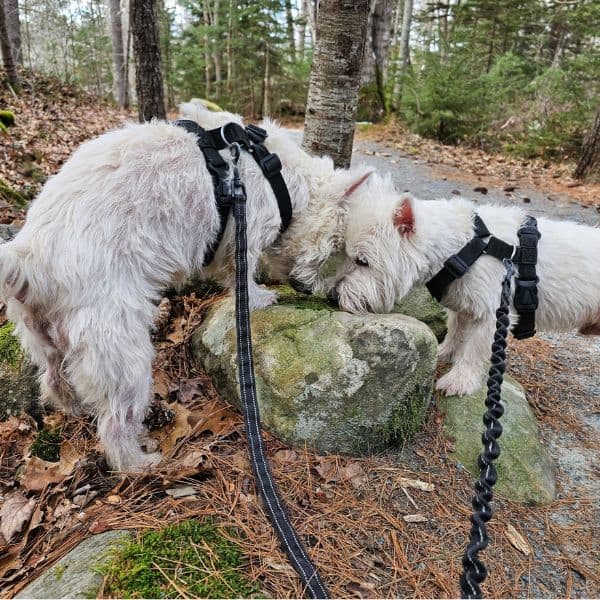 Sniffari Adventure Dogs Sniffing in the woods in Oakland County