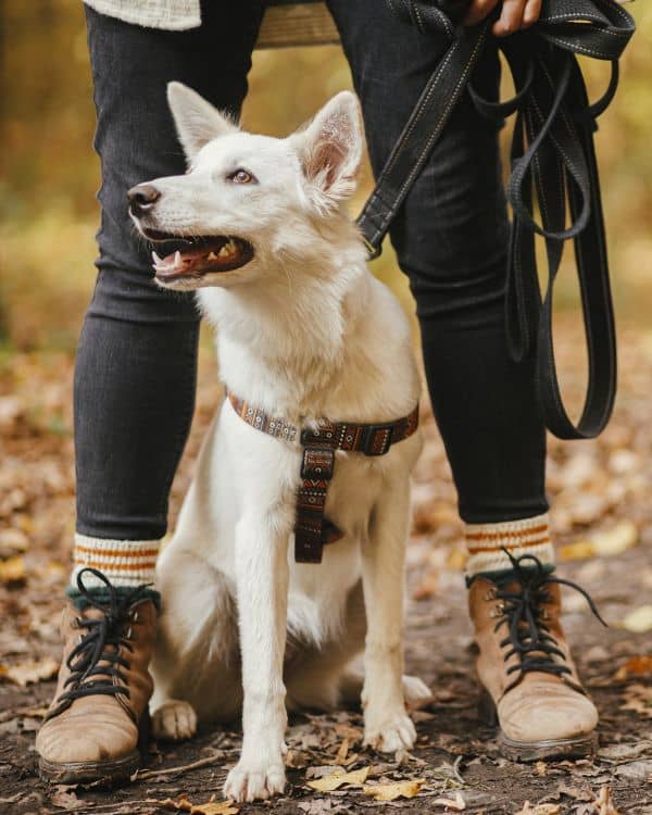 dog training paws around motown oakland couty