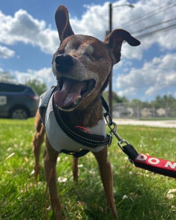 dog training that meets you where you are paws around motown oakland couty