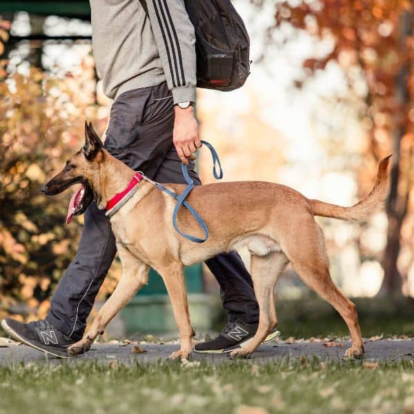 dog walking lunch and learn paws around motown