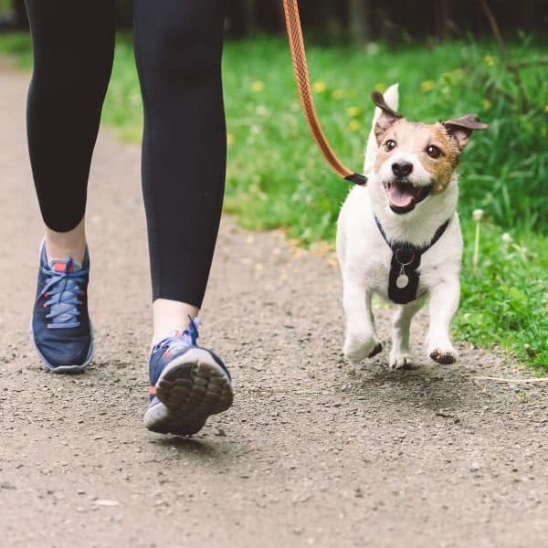 dog walking paws around motown