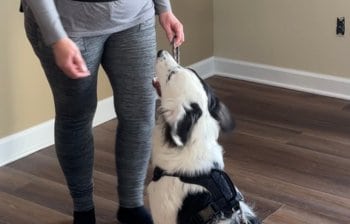Dog Trainer holding treat for a Dog Walking & Dog Training Client in Oakland County