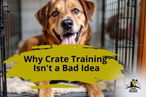 Why Crate Training Benefits Dogs Debunking Common Myths Paws Around Motown