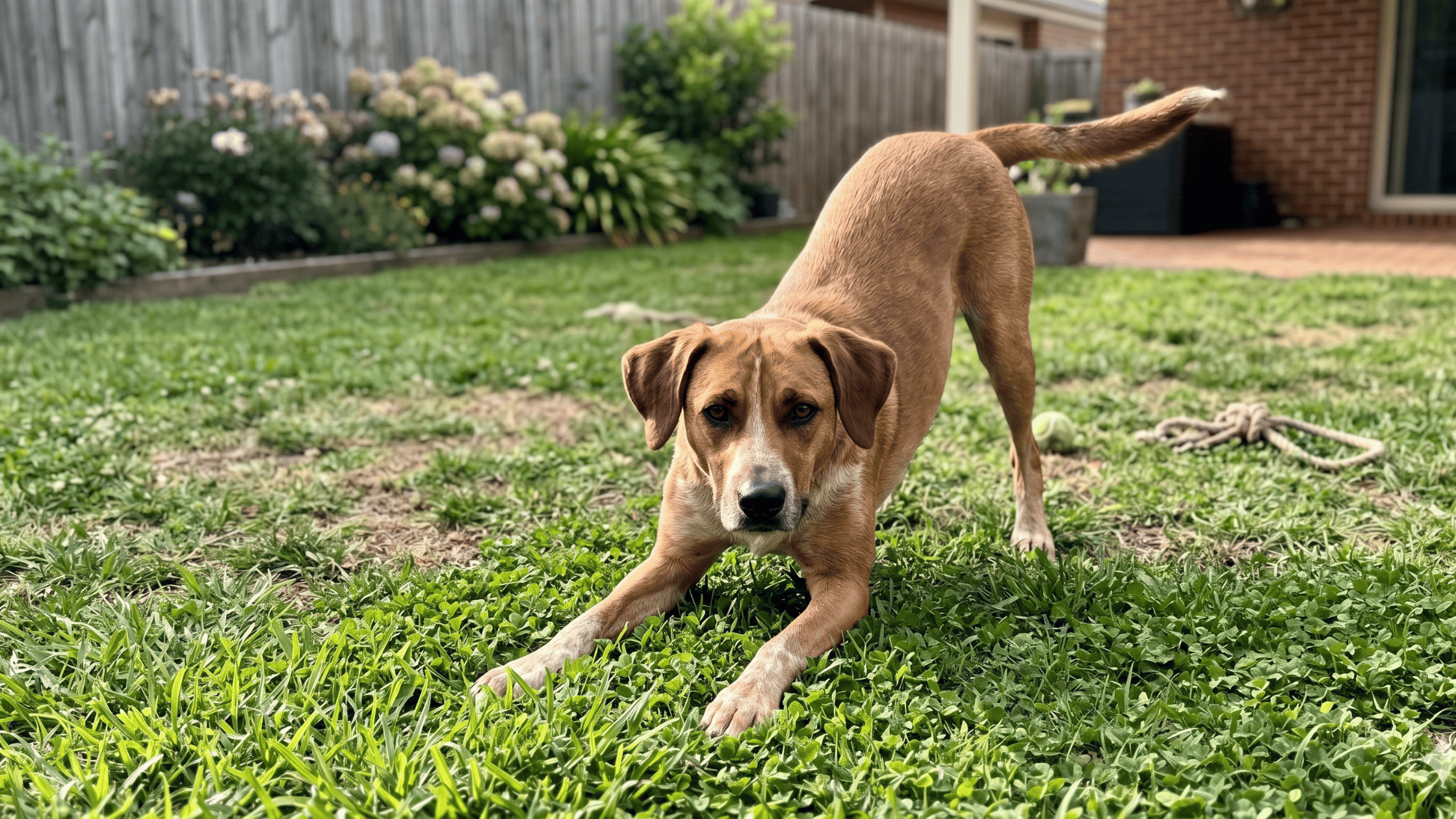 mid day dog walker