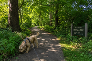 Dog on one of the best dog walking trails Royal Oak MI offers, sniffing along a shaded park path
