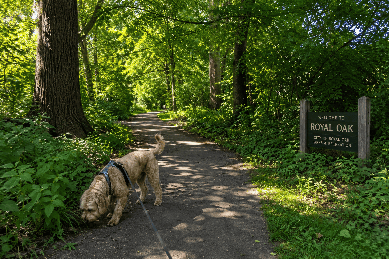 Dog on one of the best dog walking trails Royal Oak MI offers, sniffing along a shaded park path