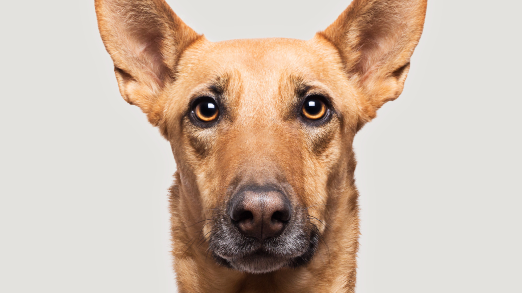 Rover vs local dog walker Farmington: your dog only knows who is holding the leash