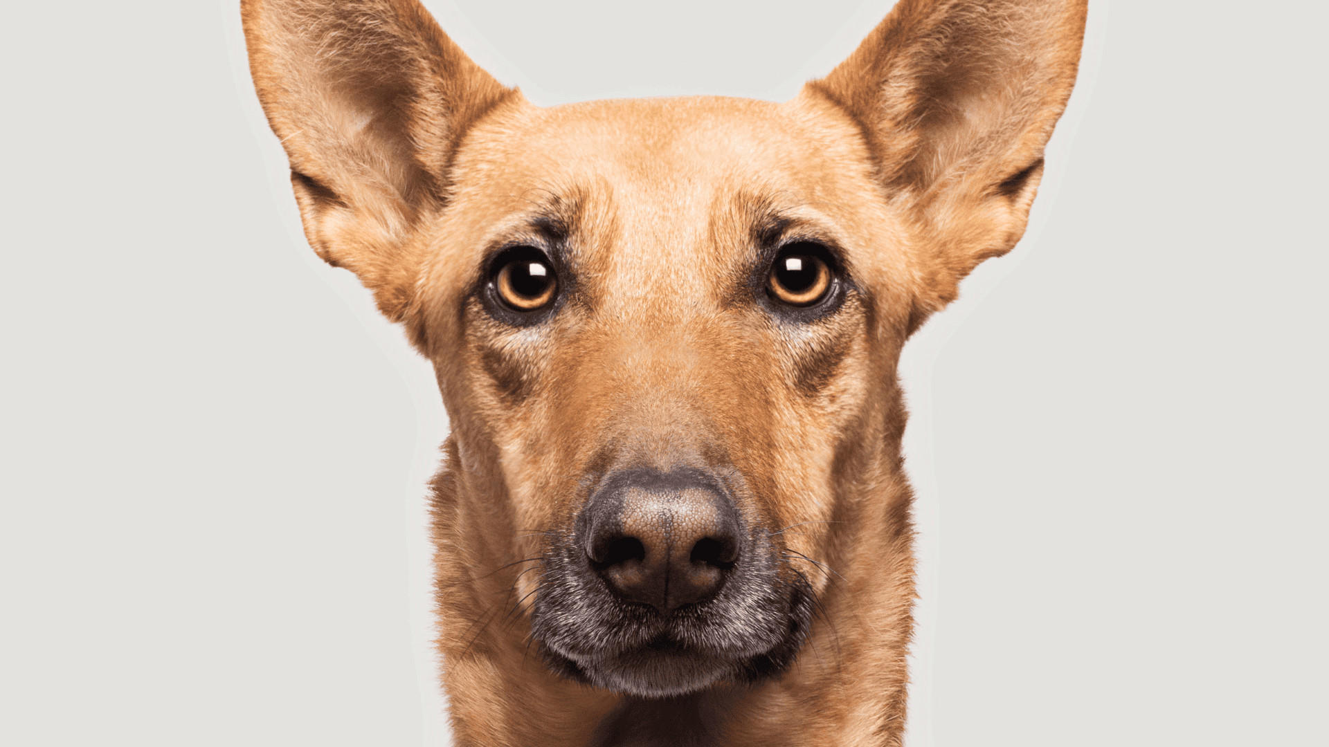 Dog walking cost Bloomfield Hills, comparing a professional private walker with an app-based walker in Bloomfield Hills, MI